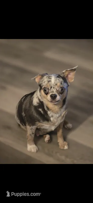 Olive – Chihuahua puppy for sale in Newark Valley, NY