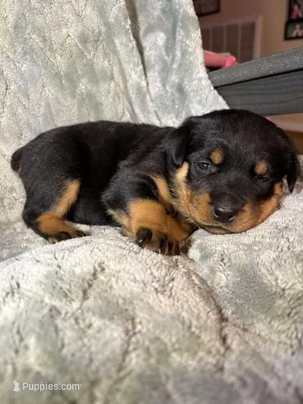 Akc Rottweiler 
