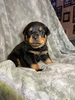 Akc Rottweiler , a female Rottweiler for sale in Zephyrhills, FL – Photo 4 of 9