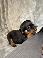 Akc Rottweiler , a female Rottweiler for sale in Zephyrhills, FL – Photo 3 of 9