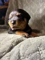 Akc Rottweiler , a female Rottweiler for sale in Zephyrhills, FL – Photo 5 of 9