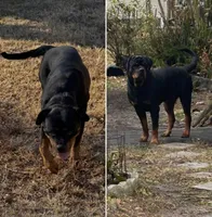 Akc Rottweiler , a female Rottweiler for sale in Zephyrhills, FL – Photo 9 of 9
