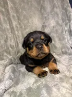Akc Rottweiler , a female Rottweiler for sale in Zephyrhills, FL – Photo 7 of 9