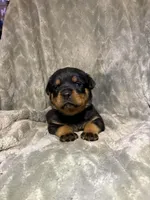Akc Rottweiler , a female Rottweiler for sale in Zephyrhills, FL – Photo 6 of 9