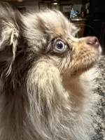 Presly, a female Pomeranian for sale in Evansville, IN – 3 of 10