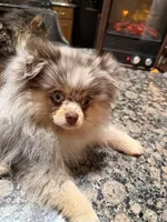 Presly, a female Pomeranian for sale in Evansville, IN – 7 of 10