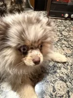 Presly, a female Pomeranian for sale in Evansville, IN – 8 of 10