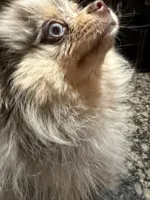 Presly, a female Pomeranian for sale in Evansville, IN – 2 of 10