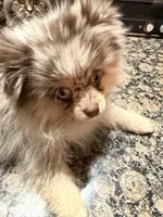 Presly, a female Pomeranian for sale in Evansville, IN – 6 of 10