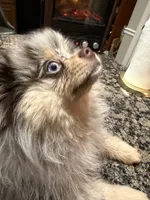Presly, a female Pomeranian for sale in Evansville, IN – 4 of 10