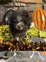 Mick, a male Poodle - Toy  for sale in Spiro, OK – 2 of 4