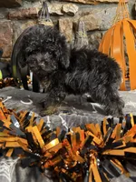 Shirley, a female Poodle - Toy  for sale in Spiro, OK – 2 of 6