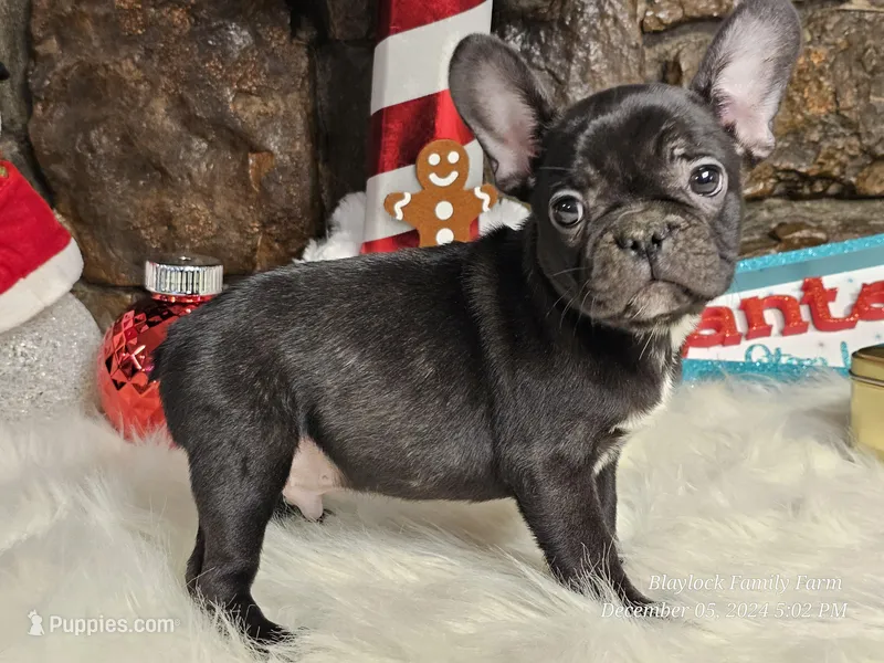 Cole, a male French Bulldog for sale in Spiro, OK – Photo 1 of 4