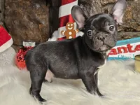Cole, a male French Bulldog for sale in Spiro, OK – Photo 1 of 4