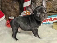 Cole, a male French Bulldog for sale in Spiro, OK – Photo 4 of 4