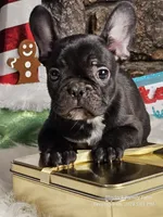 Cole, a male French Bulldog for sale in Spiro, OK – Photo 3 of 4