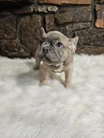 Fred, a male French Bulldog for sale in Spiro, OK – Photo 5 of 6