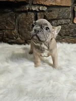 Fred, a male French Bulldog for sale in Spiro, OK – Photo 2 of 6