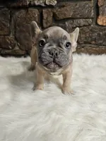 Fred, a male French Bulldog for sale in Spiro, OK – Photo 3 of 6
