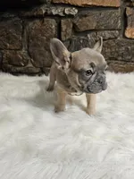 Fred, a male French Bulldog for sale in Spiro, OK – Photo 4 of 6