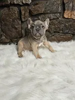 Fred, a male French Bulldog for sale in Spiro, OK – Photo 1 of 6
