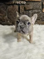 Fred, a male French Bulldog for sale in Spiro, OK – Photo 6 of 6