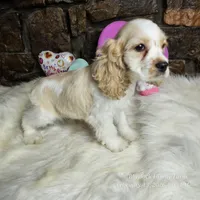 Winston, a male Cocker Spaniel for sale in Spiro, OK – Photo 2 of 7