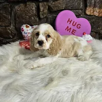 Winston, a male Cocker Spaniel for sale in Spiro, OK – Photo 5 of 7