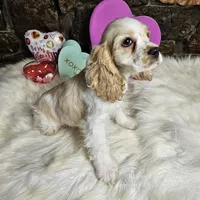 Winston, a male Cocker Spaniel for sale in Spiro, OK – Photo 4 of 7