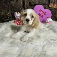 Winston, a male Cocker Spaniel for sale in Spiro, OK – Photo 6 of 7