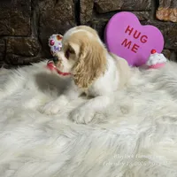 Winston, a male Cocker Spaniel for sale in Spiro, OK – Photo 3 of 7