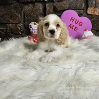 Winston, a male Cocker Spaniel for sale in Spiro, OK – Photo 1 of 7