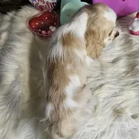 Winston, a male Cocker Spaniel for sale in Spiro, OK – Photo 7 of 7