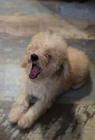 Andy, a male Poodle - Miniature  for sale in Spiro, OK – 3 of 10