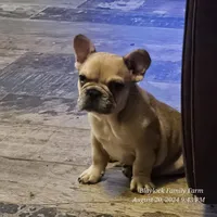 McGruff, a male French Bulldog for sale in Spiro, OK – Photo 1 of 6