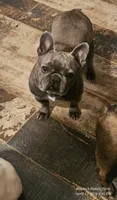 McGruff, a male French Bulldog for sale in Spiro, OK – Photo 6 of 6