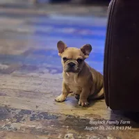 McGruff, a male French Bulldog for sale in Spiro, OK – Photo 4 of 6