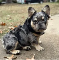 McGruff, a male French Bulldog for sale in Spiro, OK – Photo 5 of 6