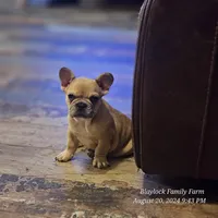 McGruff, a male French Bulldog for sale in Spiro, OK – Photo 3 of 6