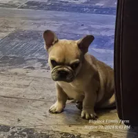 McGruff, a male French Bulldog for sale in Spiro, OK – Photo 2 of 6
