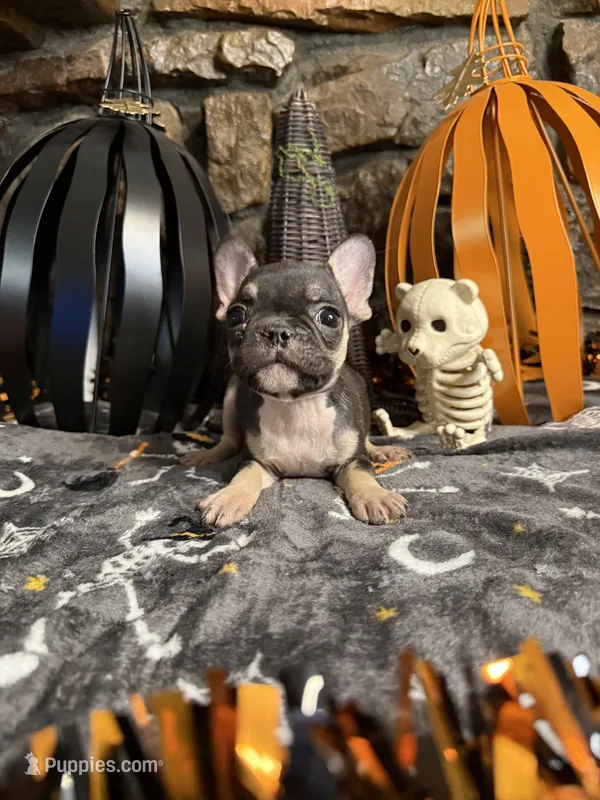 Jack, a male French Bulldog for sale in Spiro, OK – 1 of 7