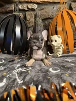 Jack, a male French Bulldog for sale in Spiro, OK – 1 of 7