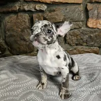 Bree, a female French Bulldog for sale in Spiro, OK – Photo 2 of 8