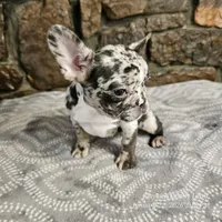 Bree, a female French Bulldog for sale in Spiro, OK – Photo 6 of 8