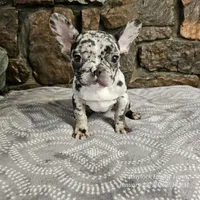 Bree, a female French Bulldog for sale in Spiro, OK – Photo 8 of 8