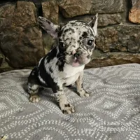 Bree, a female French Bulldog for sale in Spiro, OK – Photo 1 of 8