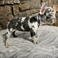 Bree, a female French Bulldog for sale in Spiro, OK – Photo 3 of 8