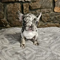 Bree, a female French Bulldog for sale in Spiro, OK – Photo 7 of 8