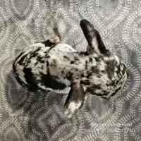 Bree, a female French Bulldog for sale in Spiro, OK – Photo 5 of 8