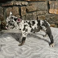 Bree, a female French Bulldog for sale in Spiro, OK – Photo 4 of 8